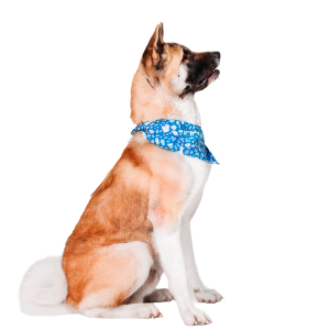 Pet Bandana