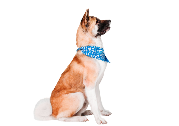 Pet Bandana